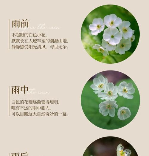 小山荷叶的花语是什么？如何解读其深层含义？