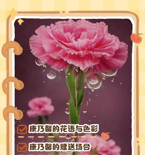 康乃馨的花语有哪些含义？不同颜色的康乃馨代表什么？