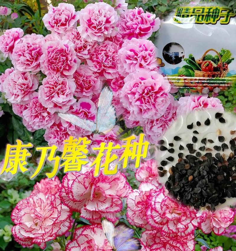 康乃馨的花语有哪些含义？不同颜色的康乃馨代表什么？