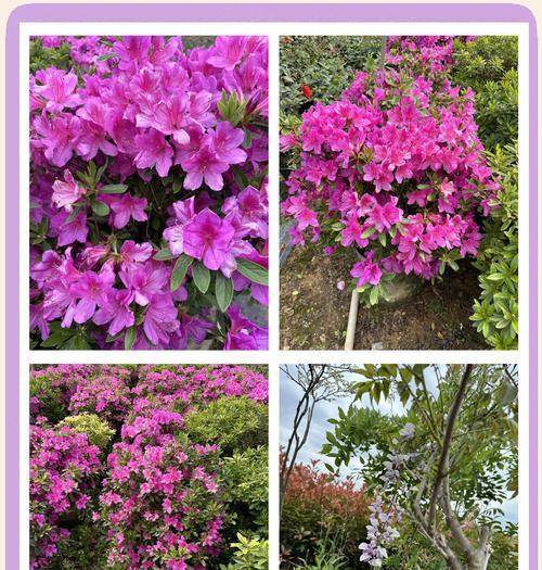 做花的寓意是什么？不同花朵代表的含义有哪些？