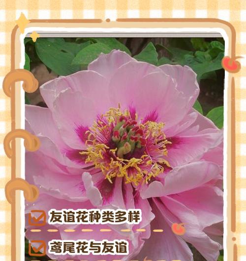 爱情和友情的象征是什么花？哪种花代表了这两种情感？