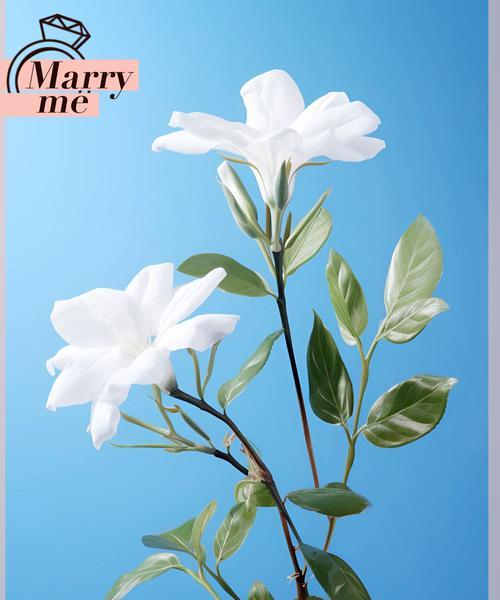 六一儿童节送花代表什么含义？花语有哪些讲究？