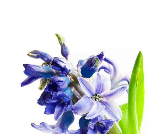 兰陵花象征的什么精神？如何理解其深层含义？