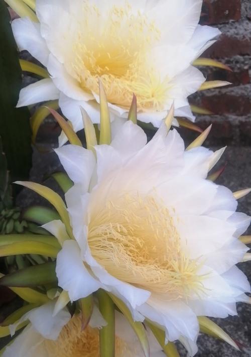 赎罪花的象征意义是什么？赎罪花有哪些种类？