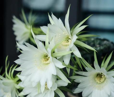 什么花的花语代表着成仙？成仙花语的含义是什么？