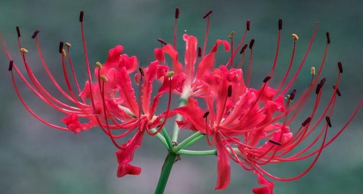 什么花的花语代表着成仙？成仙花语的含义是什么？