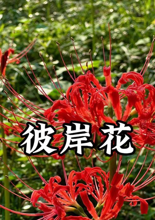 彼岸花的花语是什么？如何解读彼岸花的象征意义？