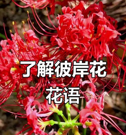 彼岸花的花语是什么？如何解读彼岸花的象征意义？