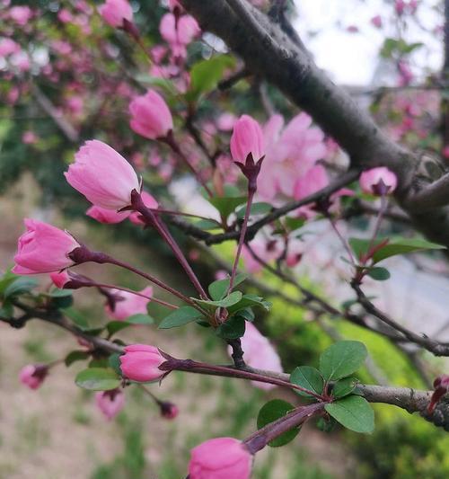 象征自由奔跑的花朵是什么花？这种花的花语有何含义？