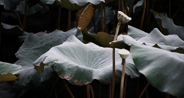 象征低沉的花是什么花？这种花的花语有哪些含义？