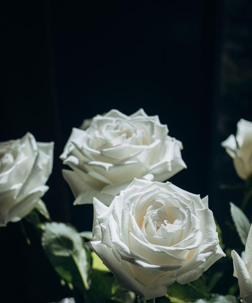 象征低沉的花是什么花？这种花的花语有哪些含义？