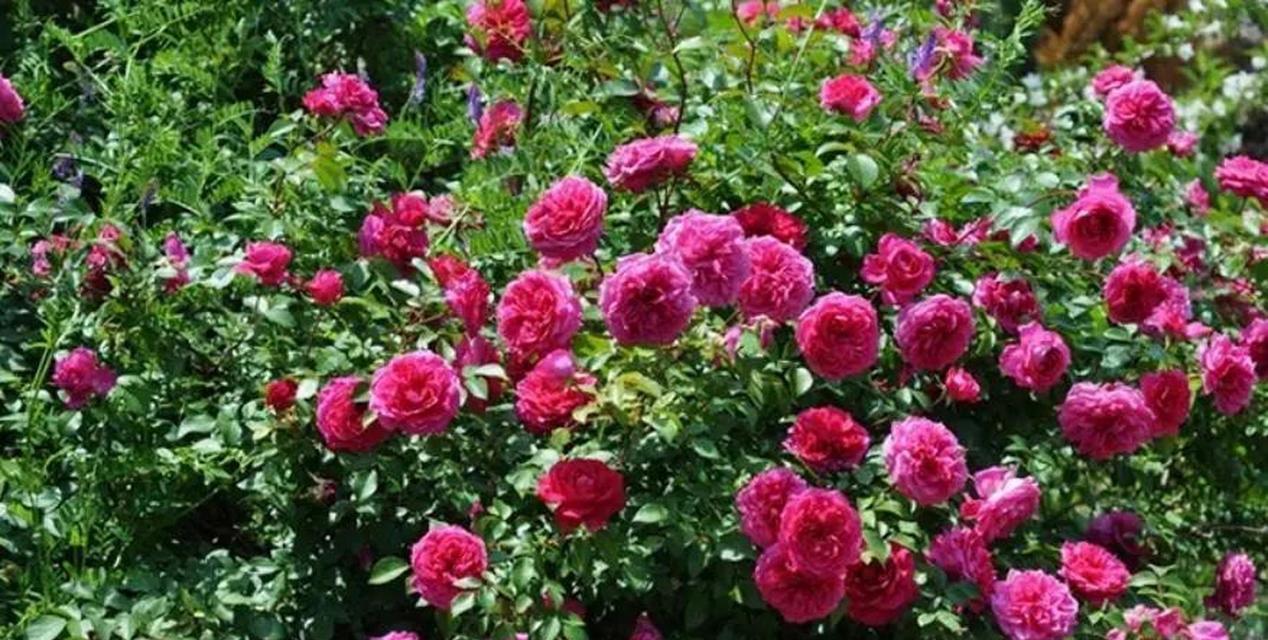 象征低沉的花是什么花？这种花的花语有哪些含义？