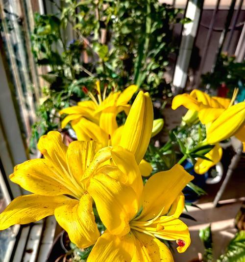 百合花象征着什么样的命运？了解其花语背后的深层含义是什么？