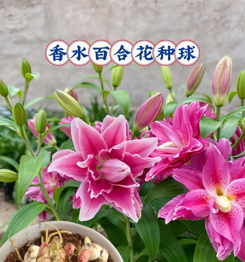 百合花象征着什么样的命运？了解其花语背后的深层含义是什么？