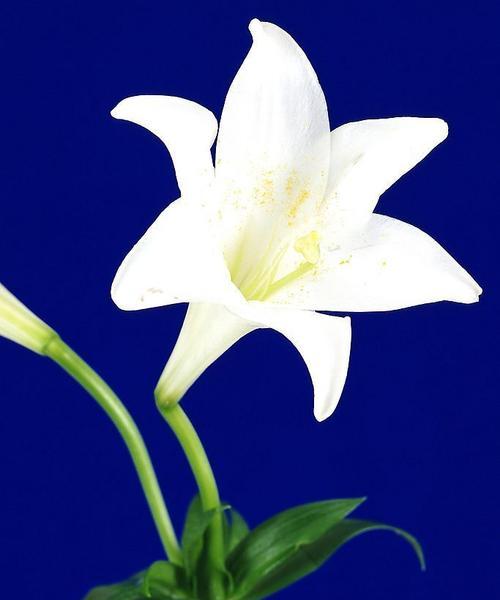 蓝色的百合花象征着什么?它的花语和意义是什么?