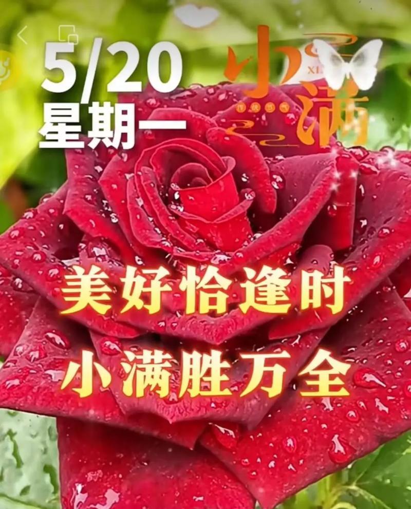 什么花语代表幸福健康？寻找幸福与健康的花卉指南