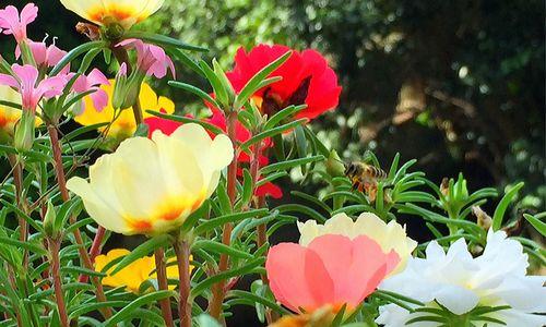 潮花节日是什么意思？潮花节日的寓意有哪些？