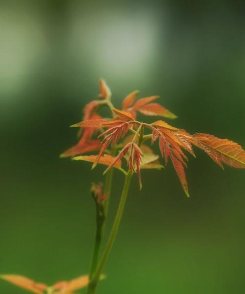 潮花节日是什么意思？潮花节日的寓意有哪些？