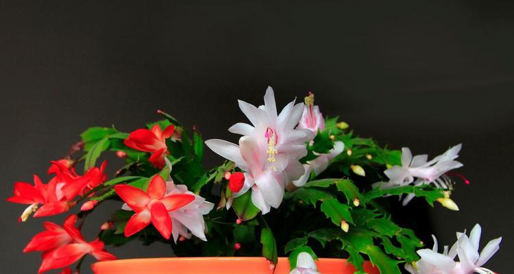 蟹爪兰花语是什么？了解蟹爪兰的寓意和象征意义？