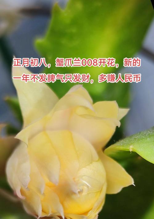 蟹爪兰花语是什么？了解蟹爪兰的寓意和象征意义？