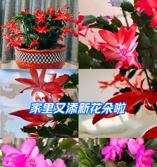 蟹爪兰花语是什么？了解蟹爪兰的寓意和象征意义？