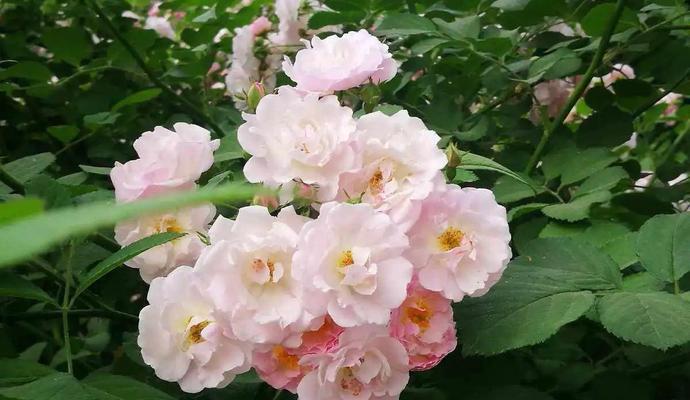 姊妹花象征着什么？姊妹花的寓意和特点有哪些？