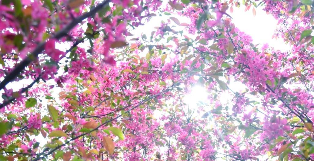 什么花象征古老？揭秘古老象征的花卉有哪些特点？