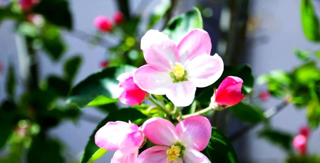 什么花象征古老？揭秘古老象征的花卉有哪些特点？