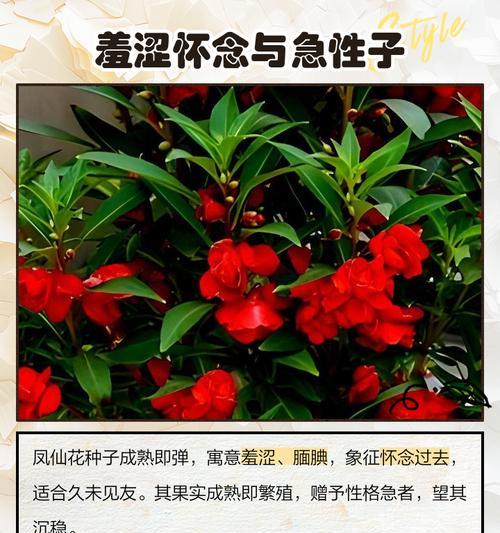 花语鲜花的花语是什么？如何根据场合选择合适的鲜花？