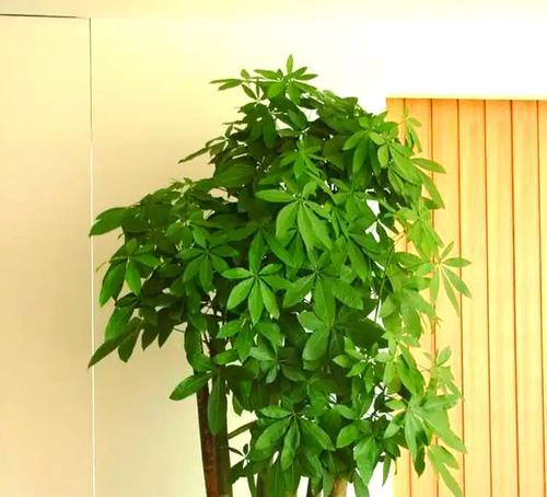 客厅摆放寓意花有哪些讲究？如何选择合适的花卉？