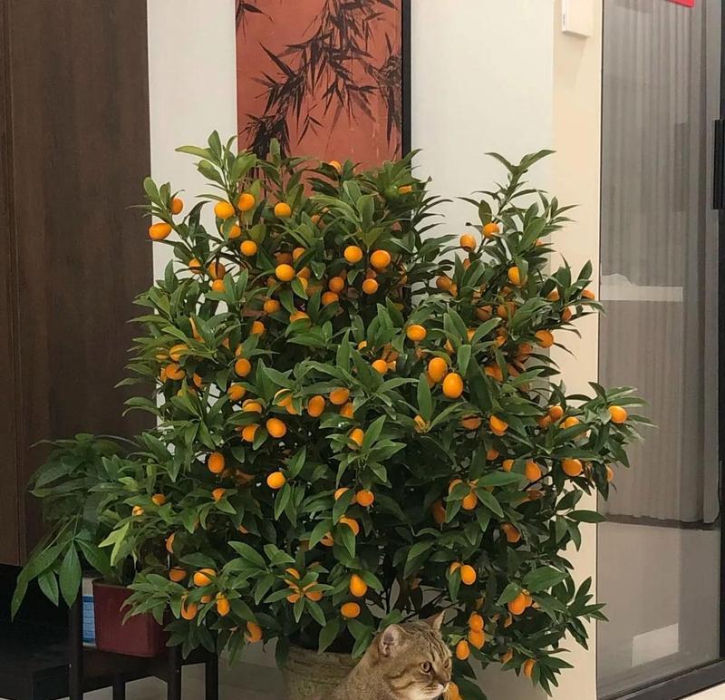 客厅摆放寓意花有哪些讲究？如何选择合适的花卉？