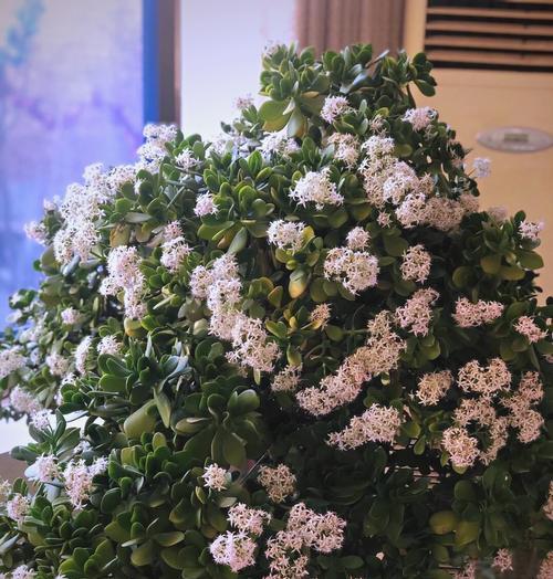 客厅摆放寓意花有哪些讲究？如何选择合适的花卉？