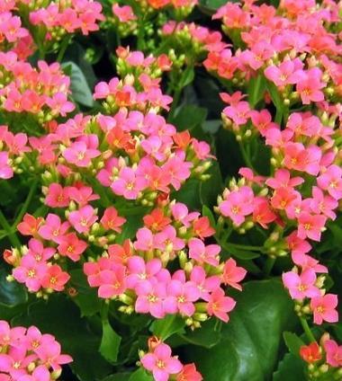 象征最终的花是什么花？揭秘花语背后的含义？
