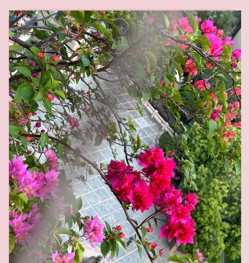 象征最终的花是什么花？揭秘花语背后的含义？