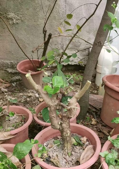 三角梅熟桩种植方法是什么？