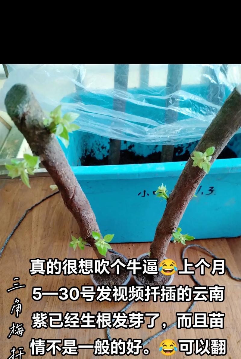 三角梅熟桩种植方法是什么？