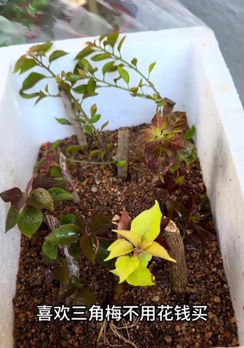 三角梅熟桩种植方法是什么？
