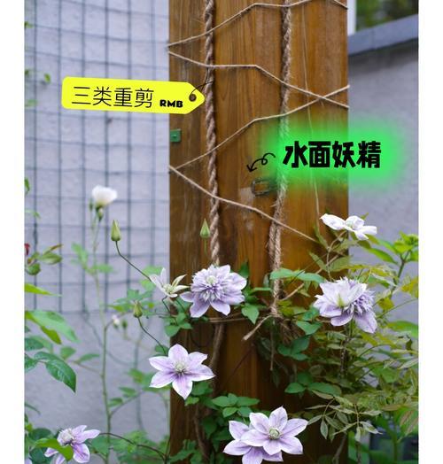 在南方种植长瓣铁线莲的条件如何？