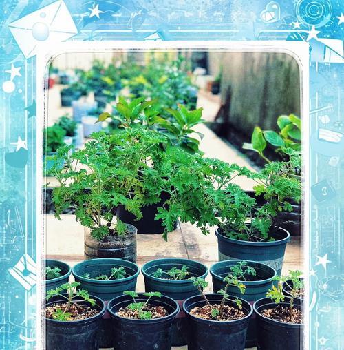 天竺葵刚栽种就变黄了该如何处理？
