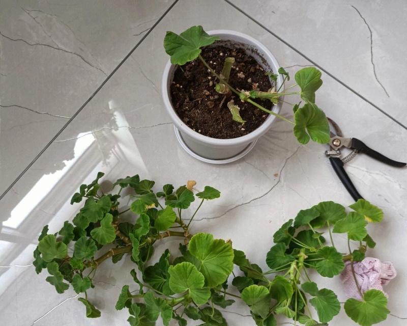 天竺葵刚栽种就变黄了该如何处理？