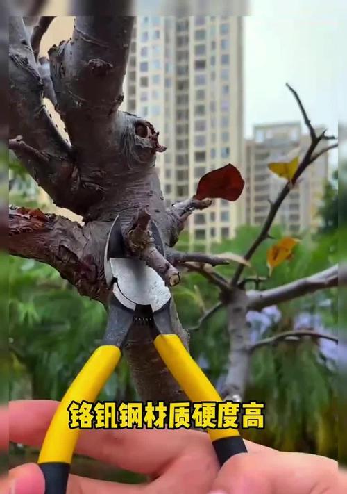 盆景拨草指钳的正确使用方法是什么？