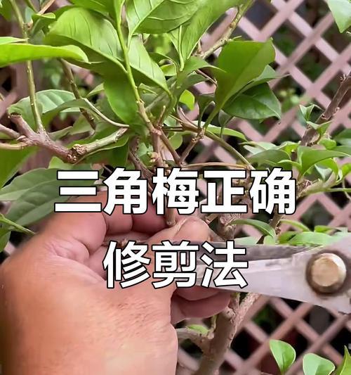 三角梅型叶片修剪技巧有哪些？