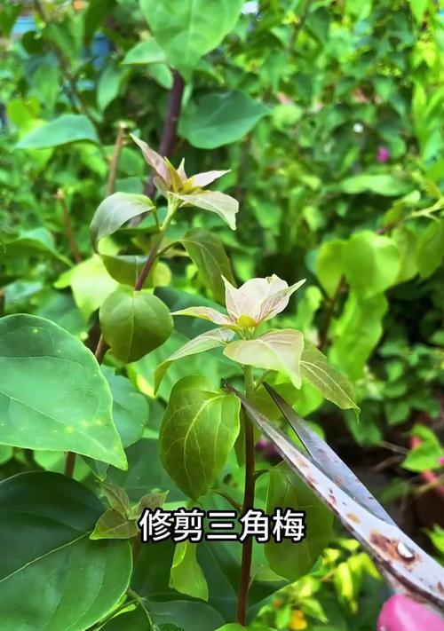 三角梅型叶片修剪技巧有哪些？