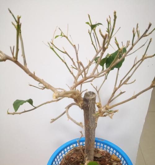 三角梅型叶片修剪技巧有哪些？