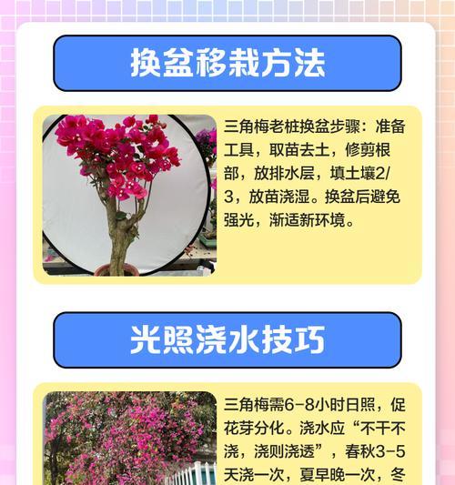 三角梅冬季嫩芽怎么养？注意事项是什么？