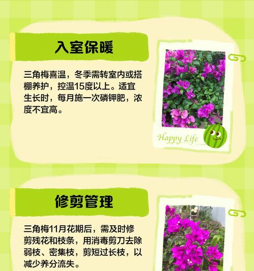 三角梅冬季嫩芽怎么养？注意事项是什么？