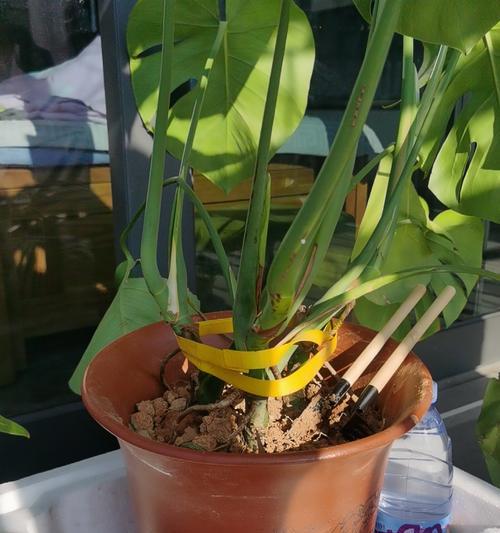 君子兰适合哪种花盆？如何选择合适的花盆？