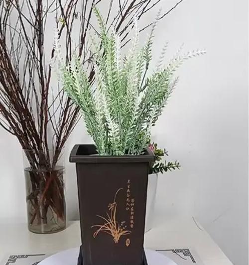 君子兰适合哪种花盆？如何选择合适的花盆？