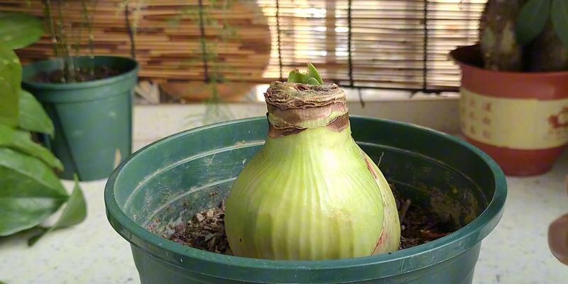 进口朱顶红不长花箭的原因是什么？
