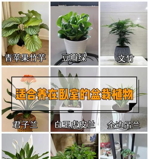 君子兰散光时间如何确定？